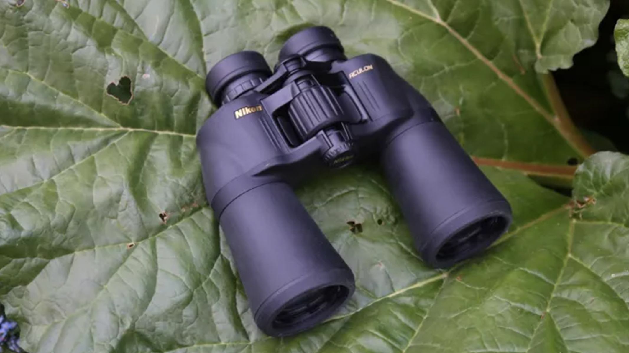 Best Binoculars for Bird Watching Beginners - Essential Guide for 2025