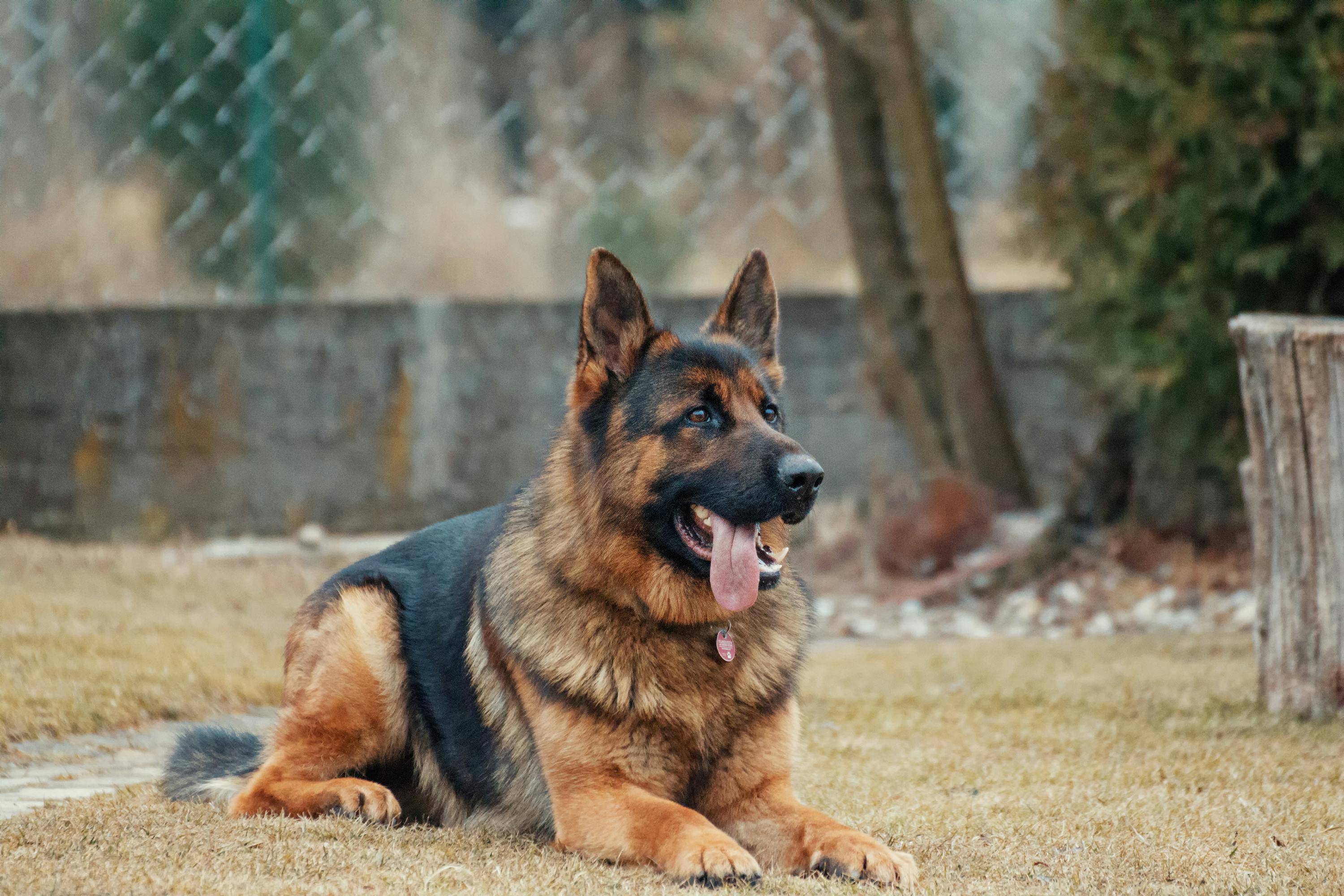 Find Your Perfect Match - the Best Wireless Dog Fences for Large Dogs