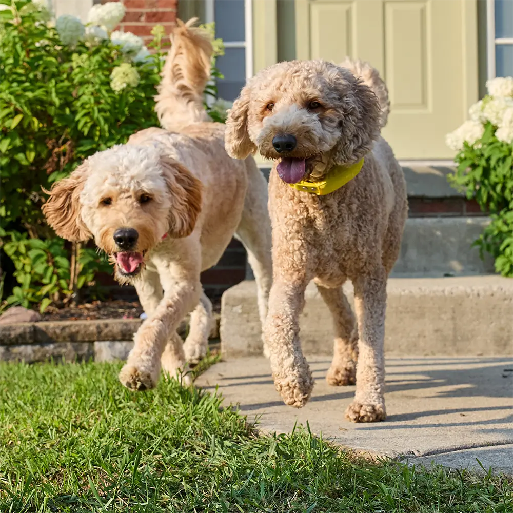 Find Your Perfect Match - the Best Wireless Dog Fences for Large Dogs
