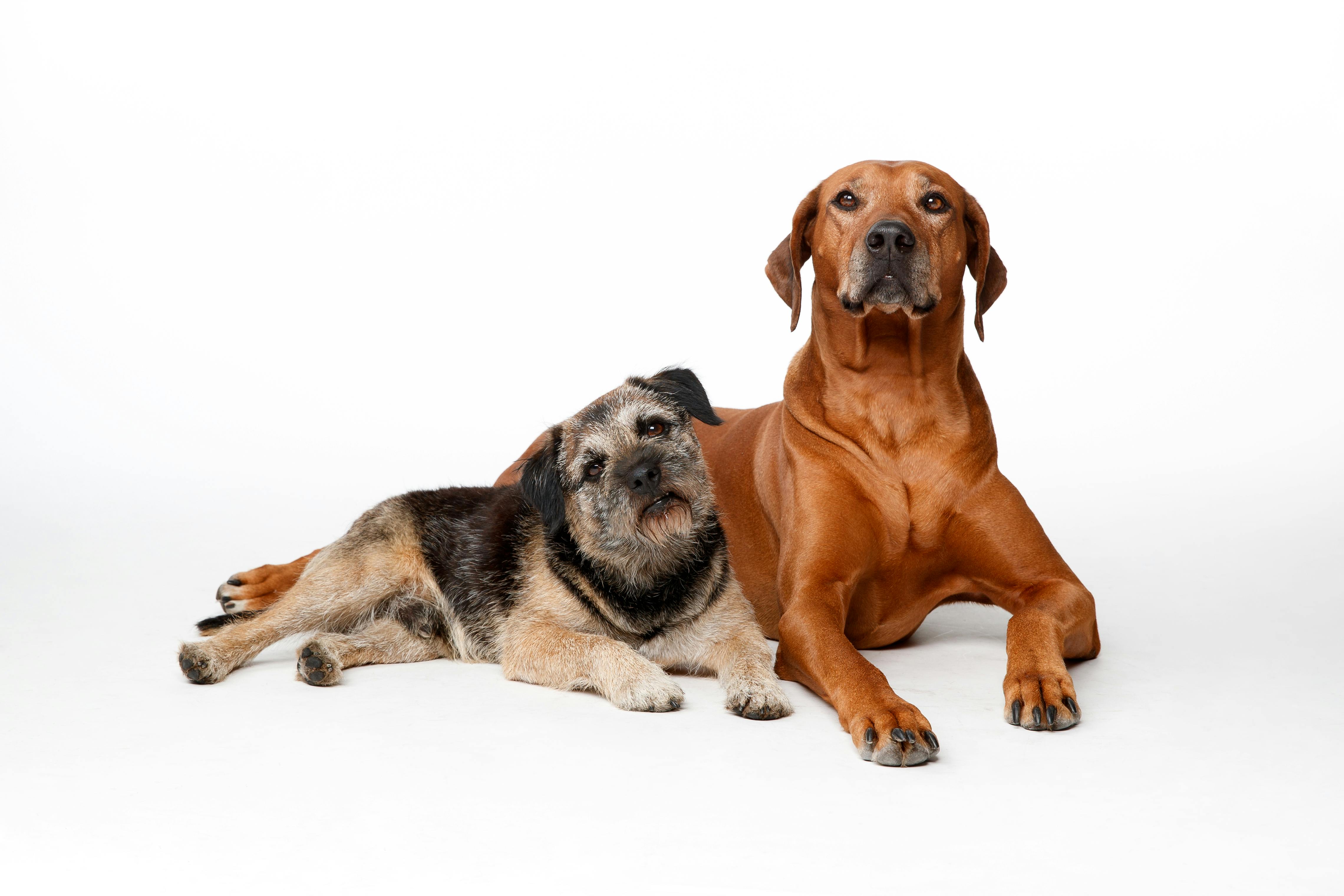 Find Your Perfect Match - the Best Wireless Dog Fences for Large Dogs