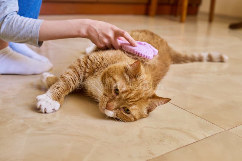 Pet Grooming - Keep Your Dog Happy, Healthy, and Looking Great!
