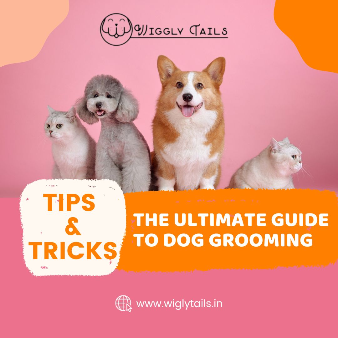 Pet Grooming - Keep Your Dog Happy, Healthy, and Looking Great!