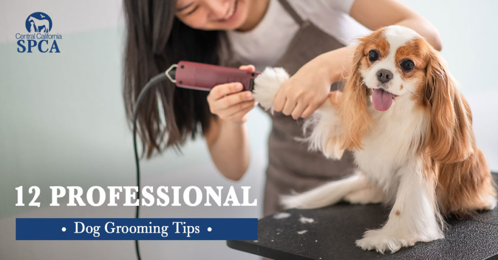 Pet Grooming - Keep Your Dog Happy, Healthy, and Looking Great!