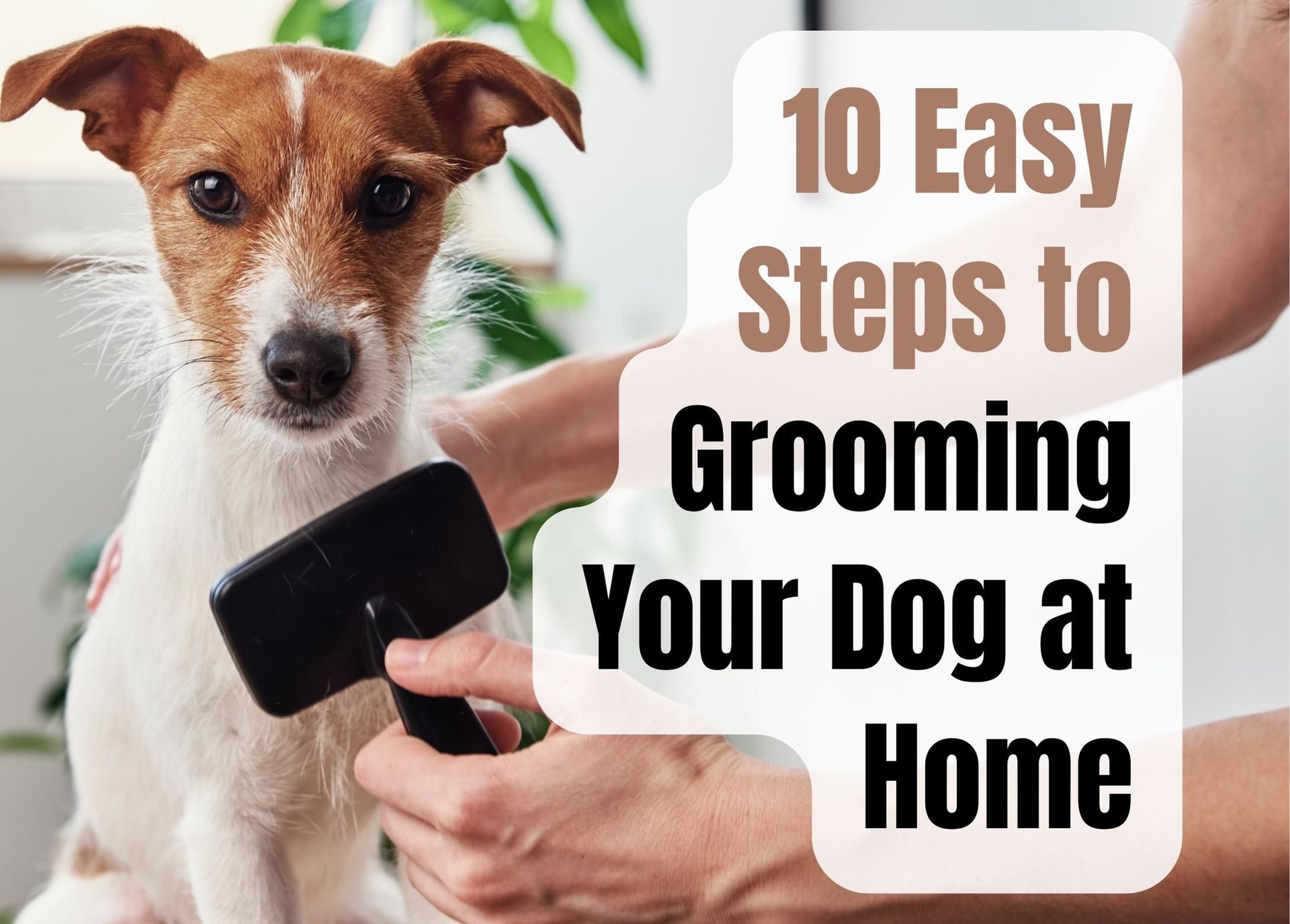 Pet Grooming - Keep Your Dog Happy, Healthy, and Looking Great!
