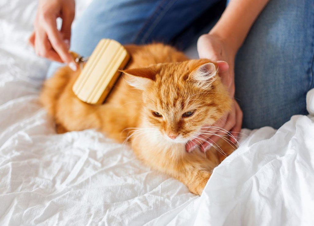 Pet Grooming - Keep Your Dog Happy, Healthy, and Looking Great!