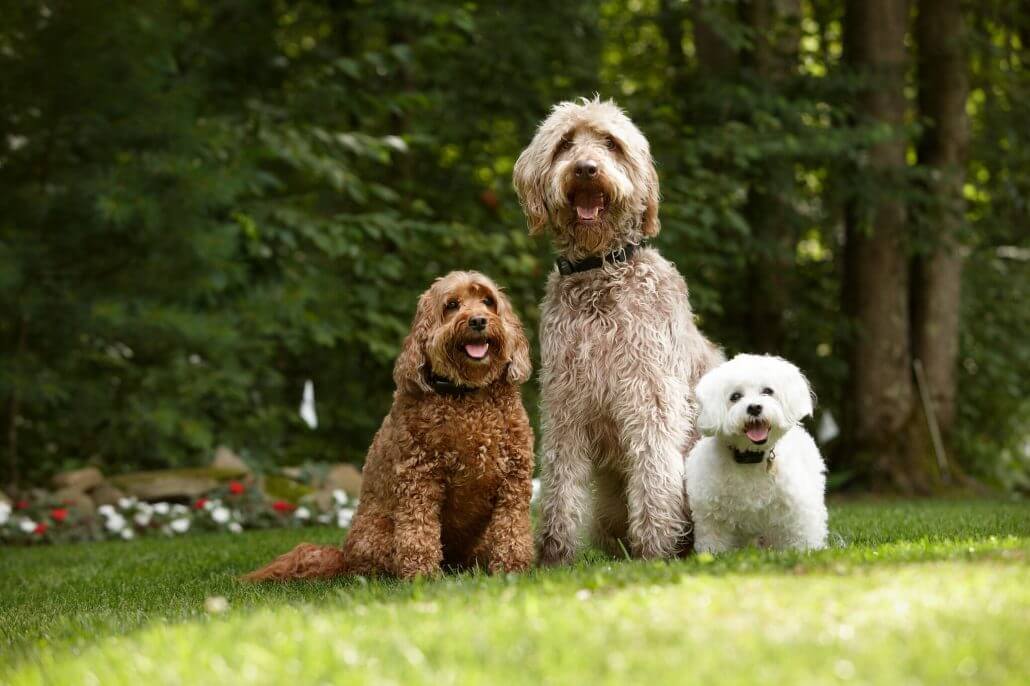 Wireless Dog Fence for Large Yards – Quora Review Buyer’s Guide