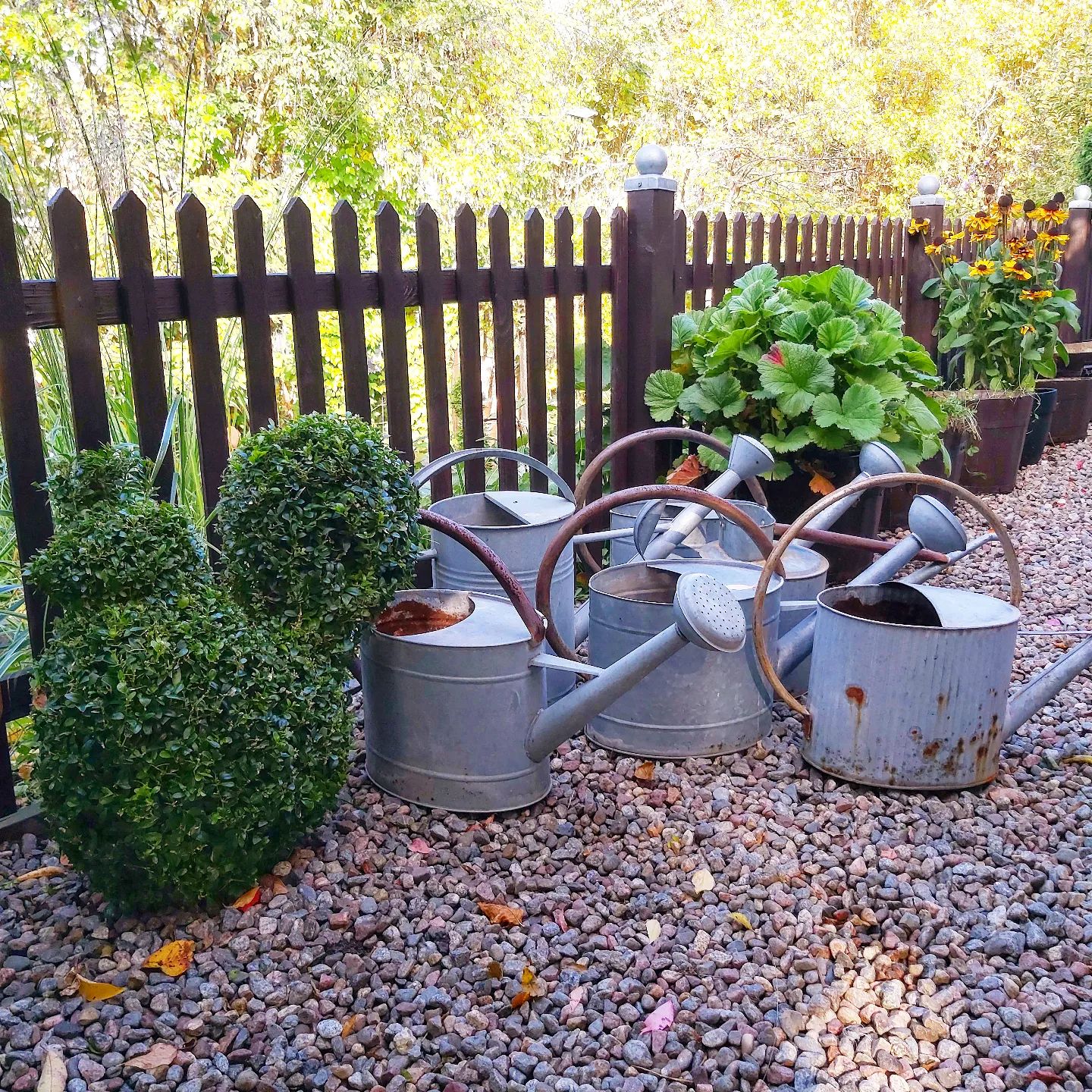 Watering Cans — How to Choose the Perfect One for Indoor Plants and More